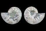 Cut & Polished Ammonite Fossil - Agatized #82314-1